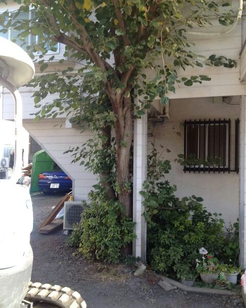 相模原にて植木抜根を行いました。