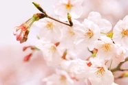 桜が満開の画像