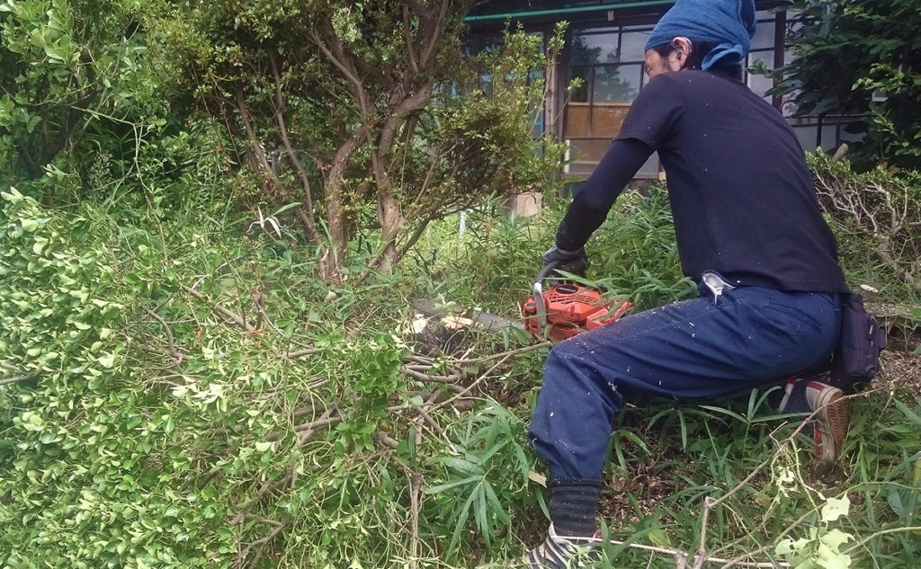 【港北区】植木の伐採