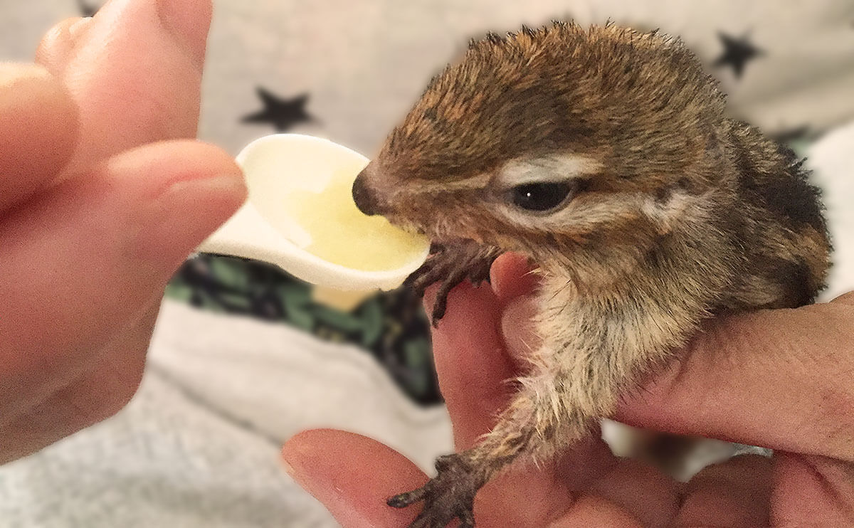 ペットに餌をあげる様子