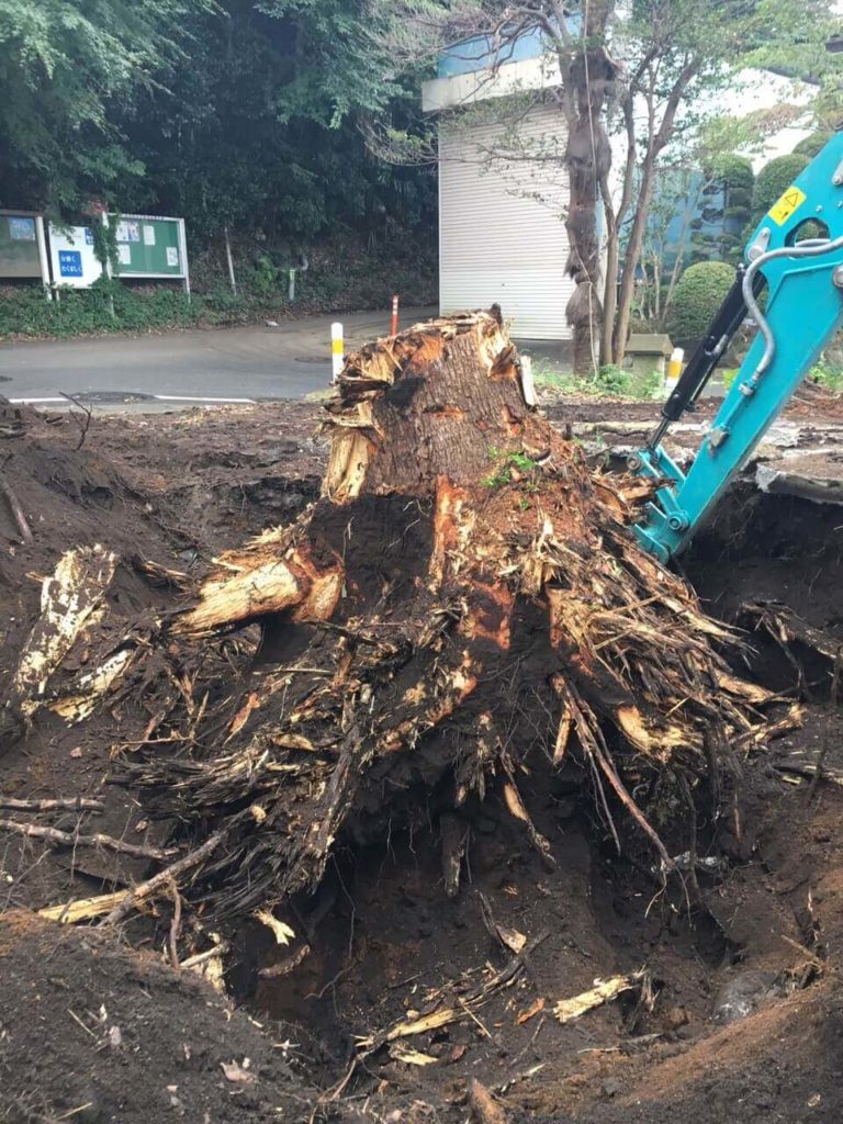 大木の伐根作業 横浜 港北区