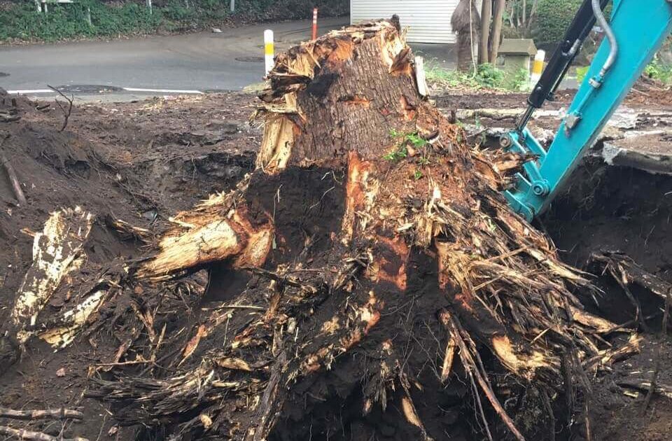 大木の伐根作業 横浜 港北区