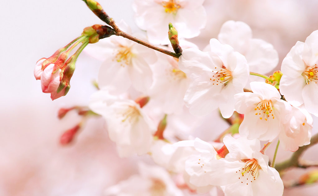 桜が満開の画像
