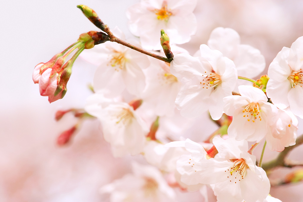 桜が満開の画像